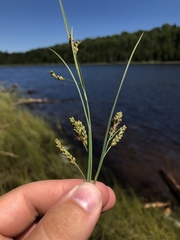 Carex garberi