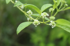 Lippia dulcis