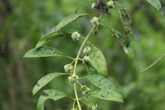 Lippia dulcis