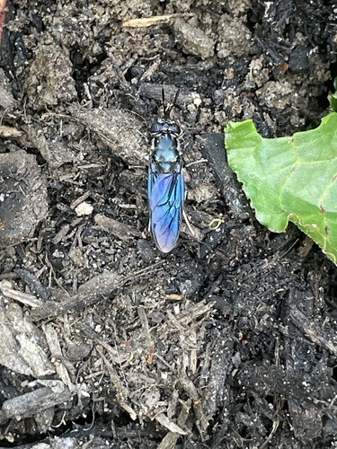 Unknown species found near Wadsworth Ave, Philadelphia, PA, US