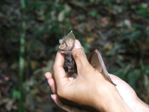 Trefoil Horseshoe Bat