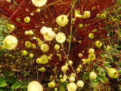 Splachnum luteum