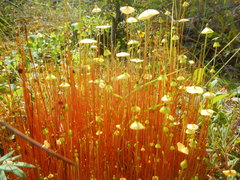 Splachnum luteum