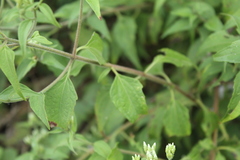 Chromolaena tyleri