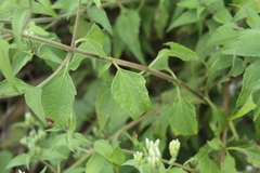 Chromolaena tyleri