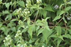 Chromolaena tyleri