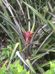 Bromeliaceae