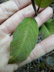 Asclepias auriculata