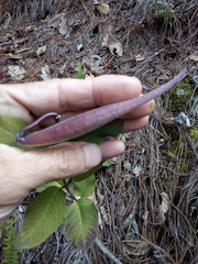 Asclepias auriculata