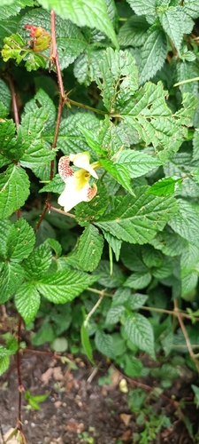 Sickle balsam (Impatiens falcifera)