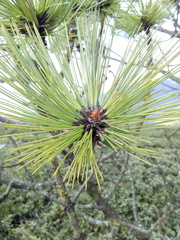 Pinus teocote