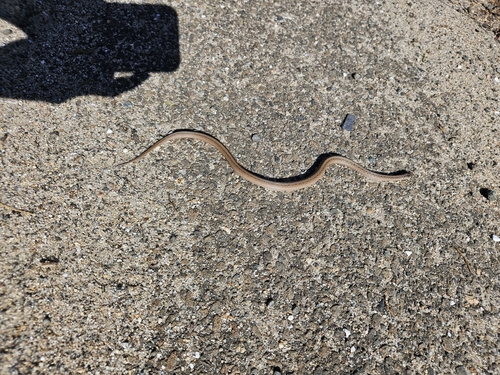 Brown Snake