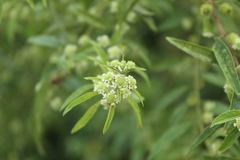 Lippia dulcis