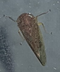 Tartessini