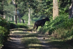 Capricornis sumatraensis thar