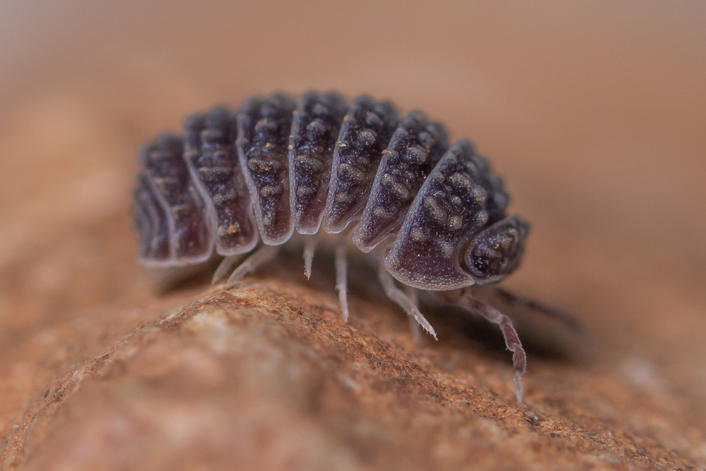 Armadillo tuberculatus