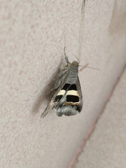 Grammodes geometrica