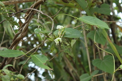 Mesechites trifidus