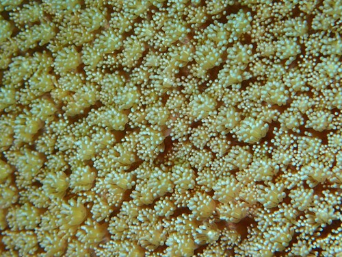 Goniopora pedunculata observed 2025-09-23