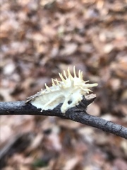 Akanthomyces aculeatus