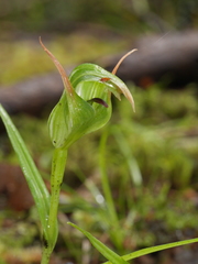 Pterostylis australis