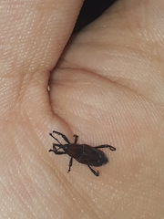 Rhodobaenus