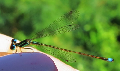 Tiny Forktail (Ischnura capreolus)