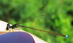 Ischnura capreolus