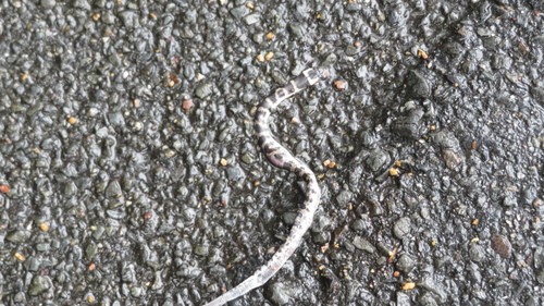 Oriental Odd-tooth Snake