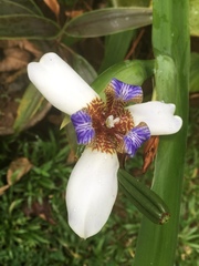 Trimezia gracilis