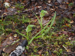 Pterostylis australis