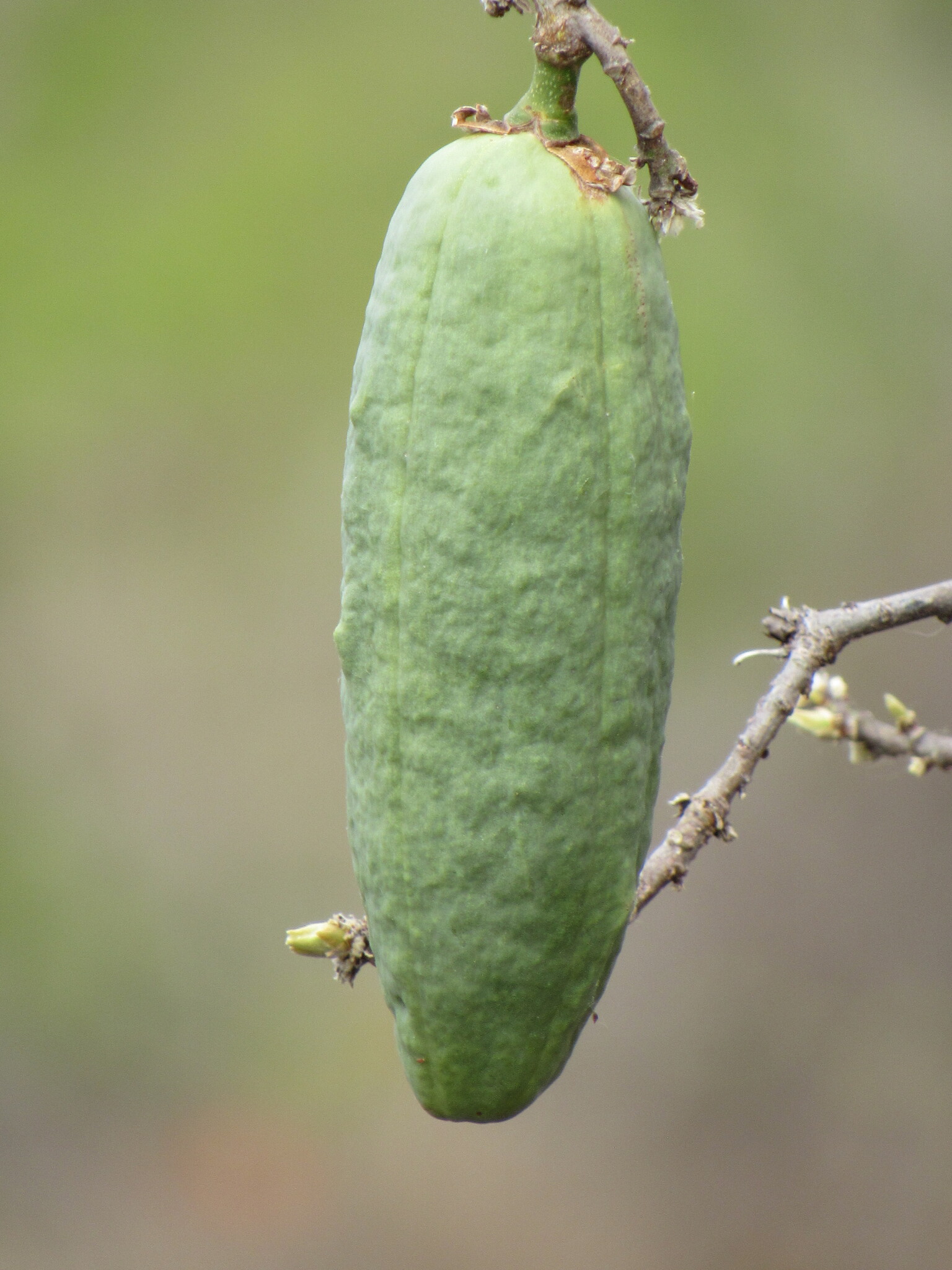 Ceiba rubriflora Carv.-Sobr. & L.P.Queiroz 2