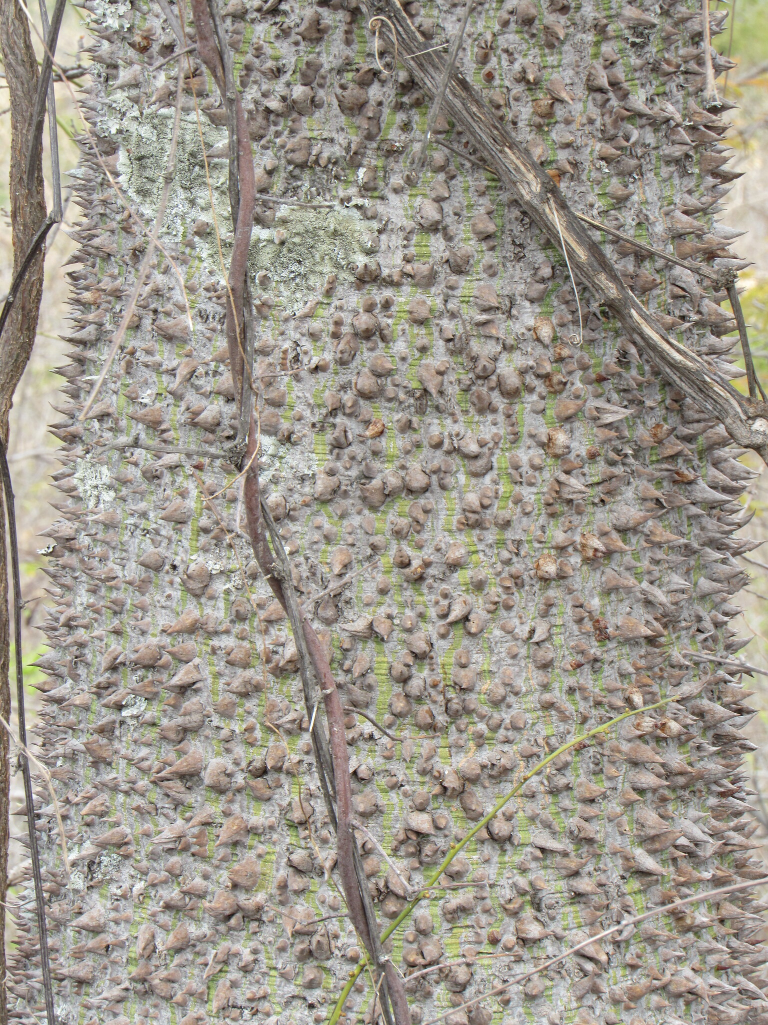 Ceiba rubriflora Carv.-Sobr. & L.P.Queiroz 3