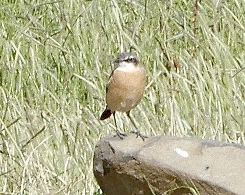 Rusty-breasted Wheatear