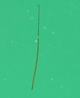 Syngnathidae