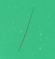 Syngnathidae