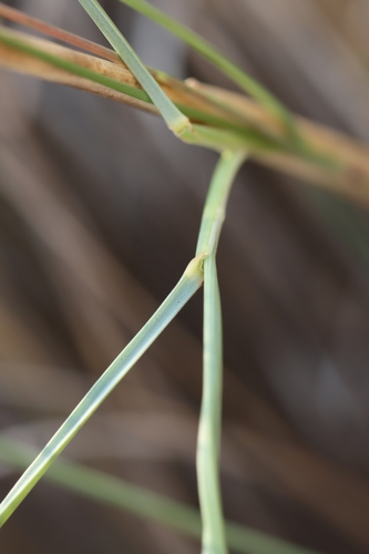 Thinopyrum elongatum, photograph 2