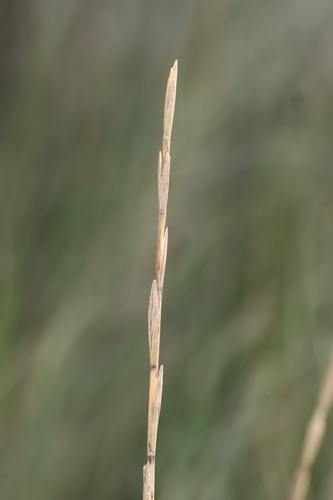 Thinopyrum elongatum, photograph 3