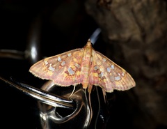 Ischnurges gratiosalis