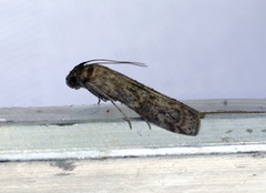 Phycita cirrhodelta