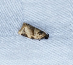 Neocalyptis liratana