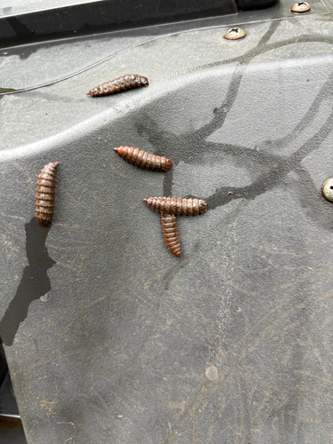 Unknown species found near W Elvendon Dr, Bella Vista, AR, US
