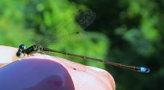 Ischnura capreolus