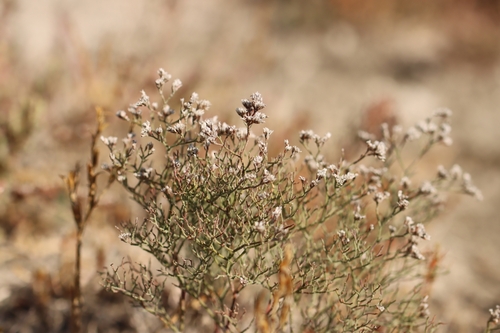Limonium bellidifolium, photograph 2