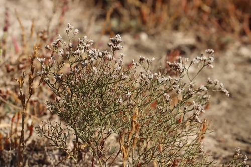 Limonium bellidifolium, photograph 3