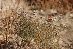Limonium bellidifolium, photograph (c) Noé Fleury Frouart, some rights reserved (CC BY)