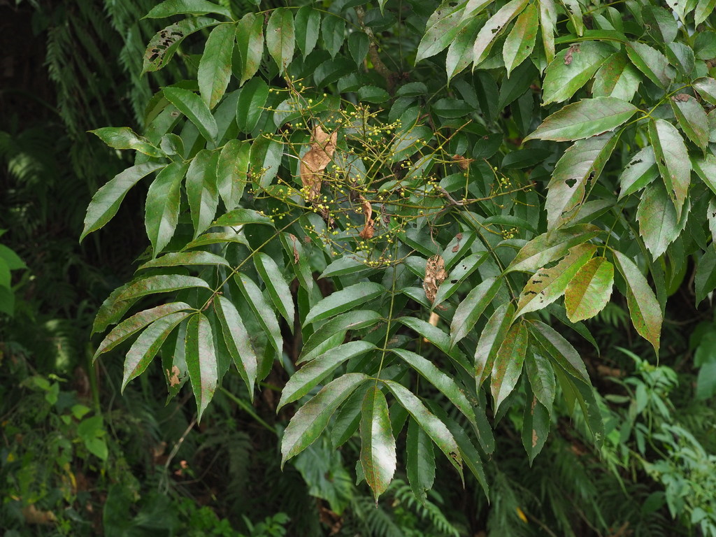 Meliosma rhoifolia (Meliosma rhoifolia)