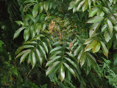 Meliosma rhoifolia