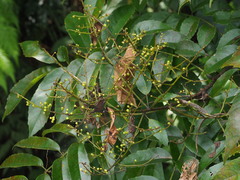 Meliosma rhoifolia