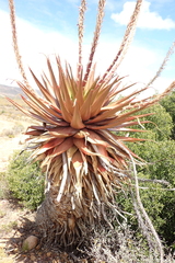 Aloe lineata, photograph (c) Karen Eichholz, some rights reserved (CC BY)